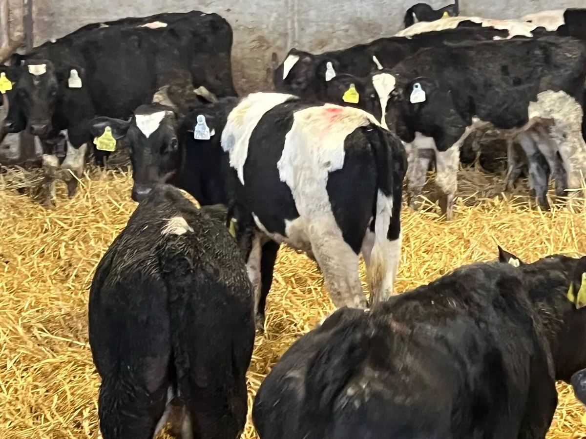 FRESIAN BULL WEANLINGS - Image 1