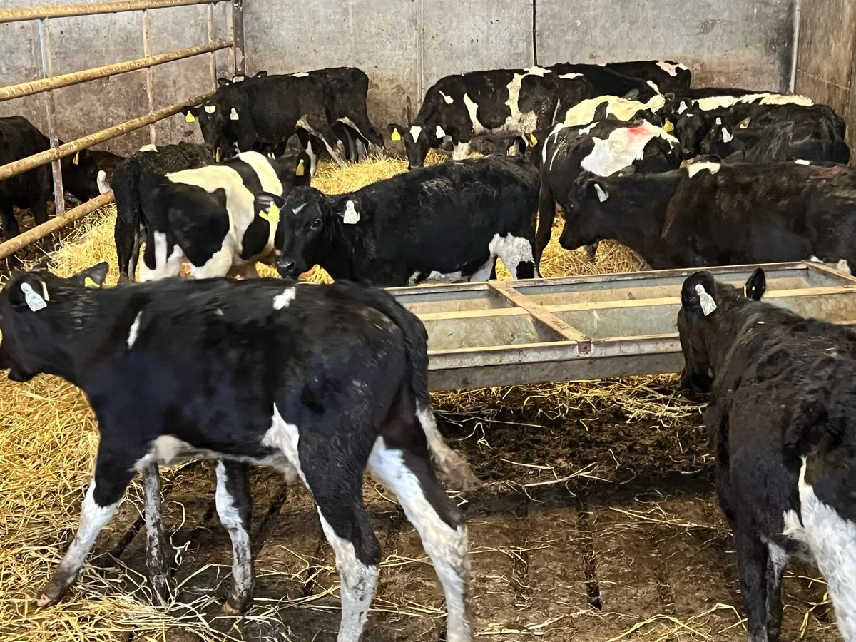 FRESIAN BULL WEANLINGS - Image 3