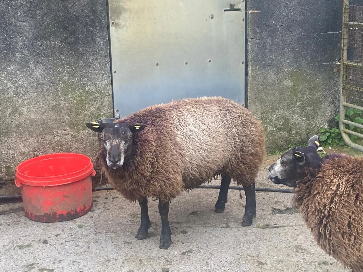 Blue texel hogget rams - Image 2