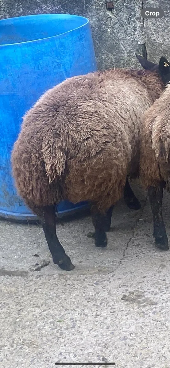 Blue texel hogget rams - Image 3