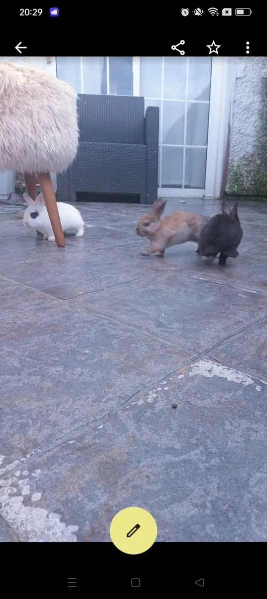 Rabbit also have full bred Mini Lops text for thos - Image 1