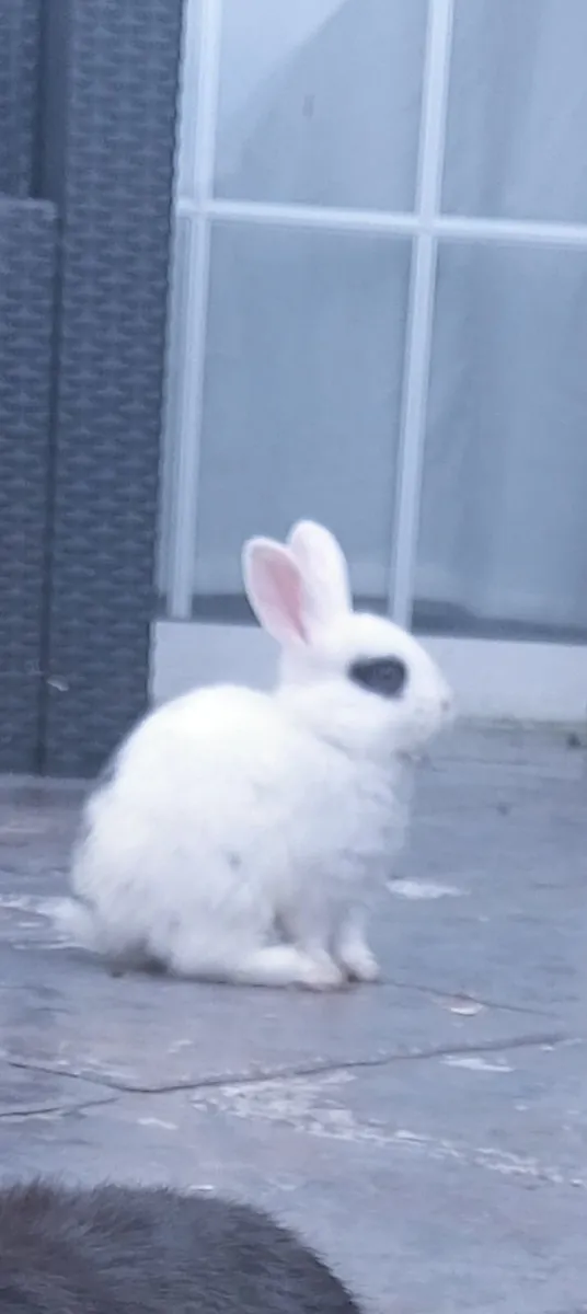 Rabbit also have full bred Mini Lops text for thos - Image 4