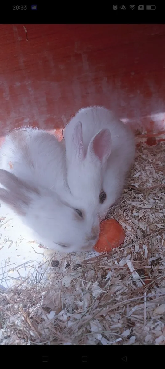 Rabbit also have full bred Mini Lops text for thos - Image 2