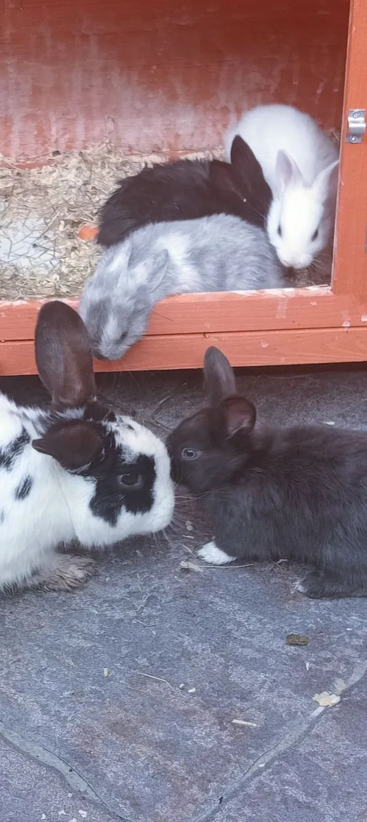 Rabbit also have full bred Mini Lops text for thos - Image 3