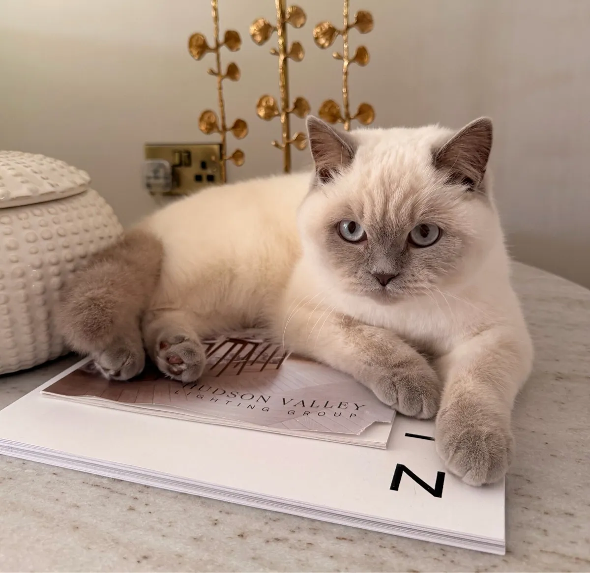 British Shorthair ColourPoint Kitten - Image 1
