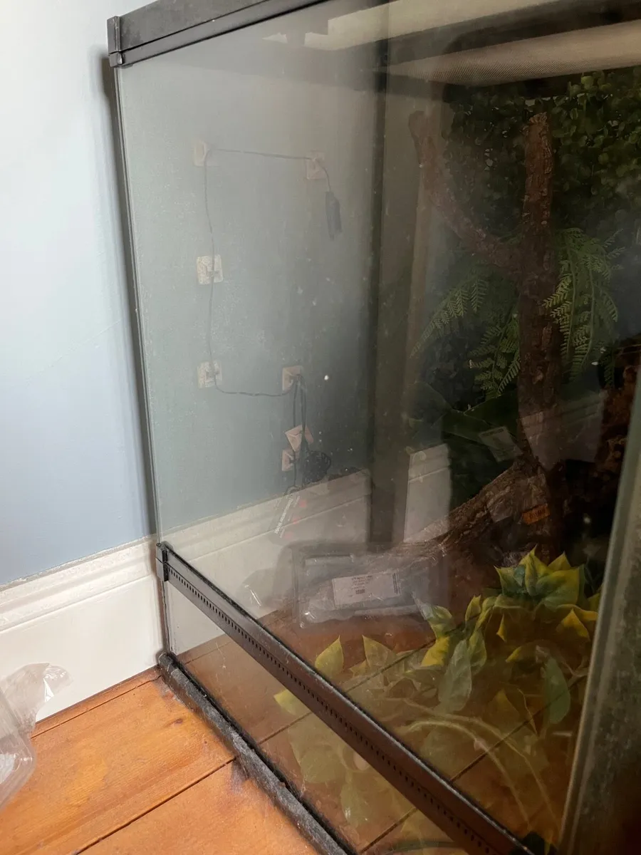 Gargoyle Gecko and full setup - Image 3