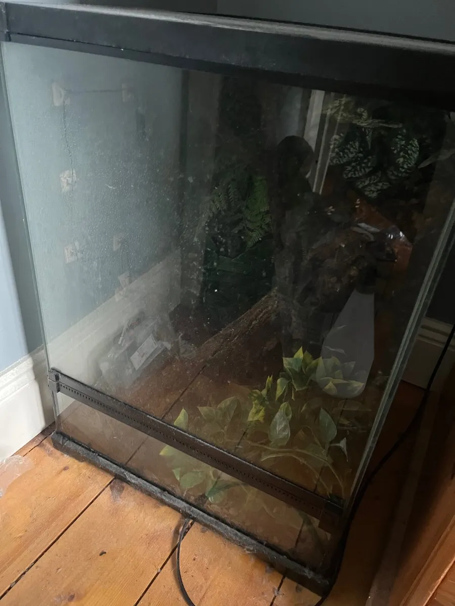 Gargoyle Gecko and full setup - Image 2