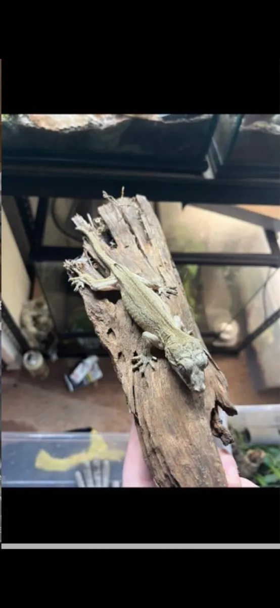Gargoyle Gecko and full setup - Image 1