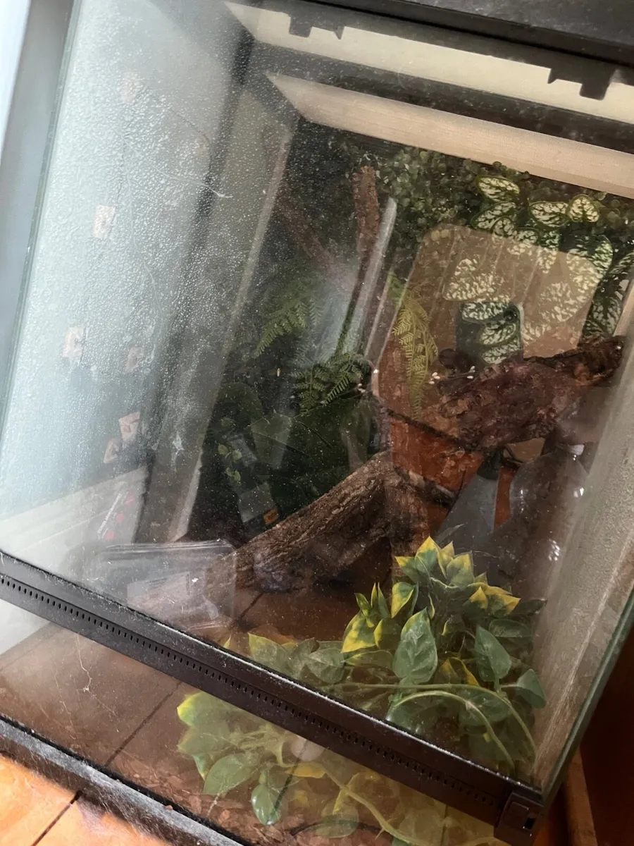 Gargoyle Gecko and full setup - Image 4