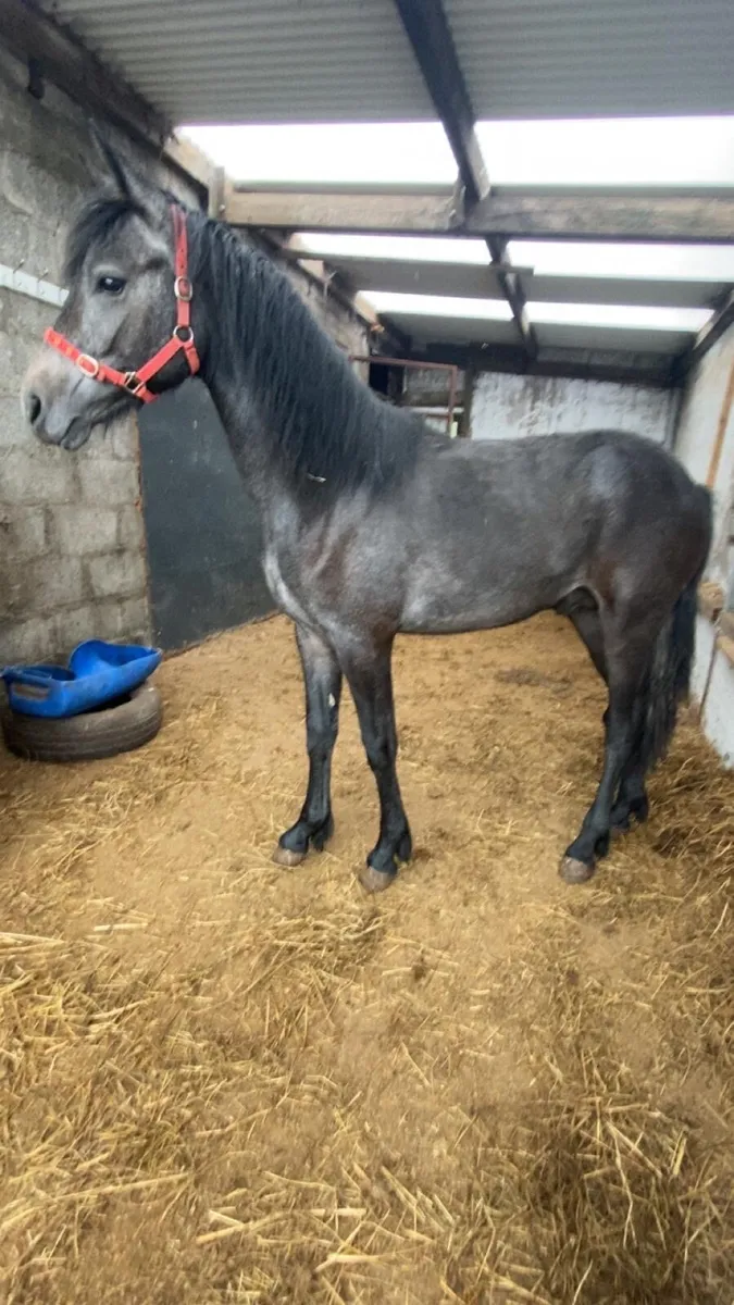 Connemara yearling colt - Image 1