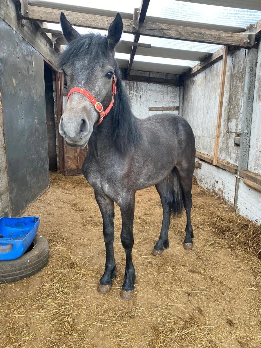 Connemara yearling colt - Image 2