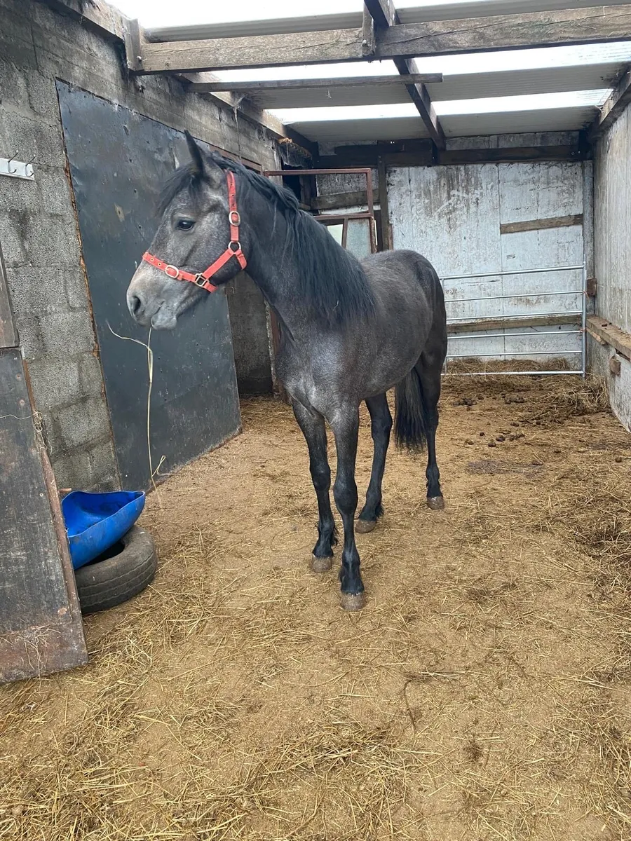 Connemara yearling colt - Image 3