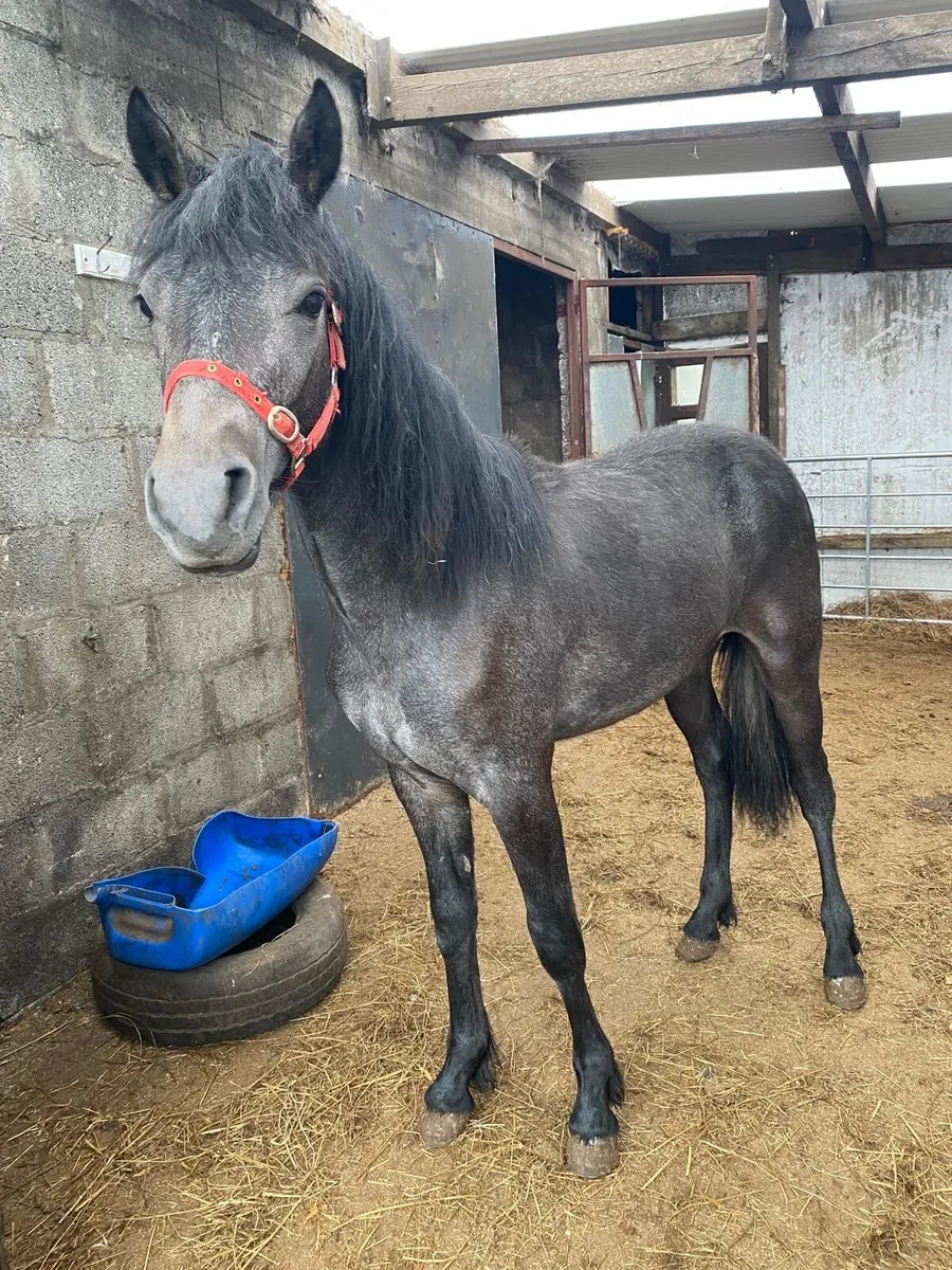 Connemara yearling colt - Image 4