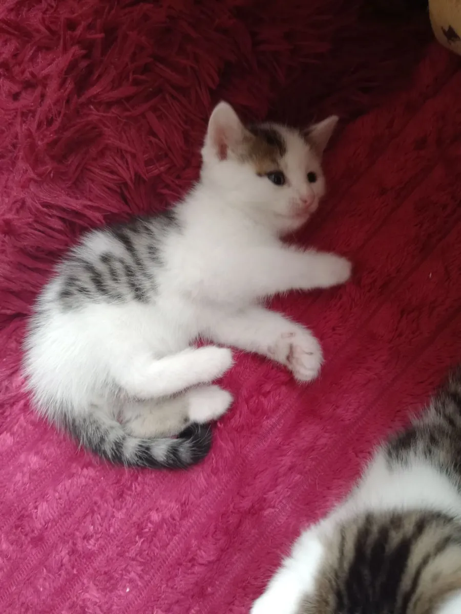 Kitten - Image 1