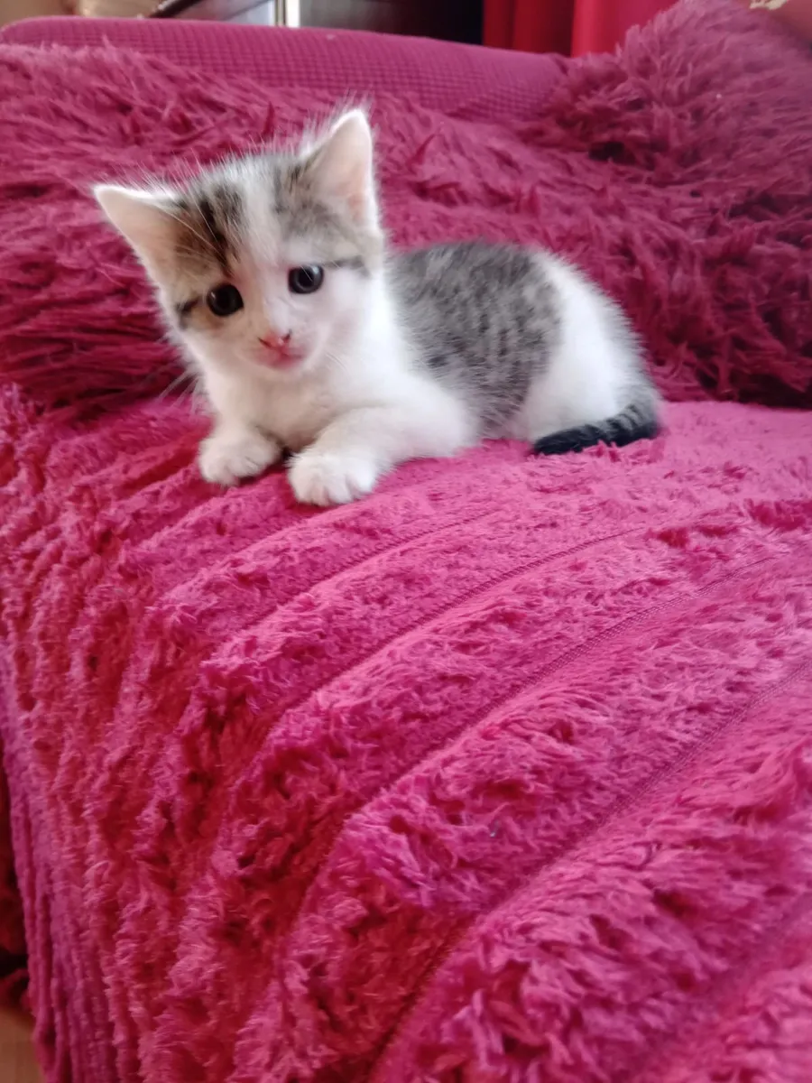 Kitten - Image 4