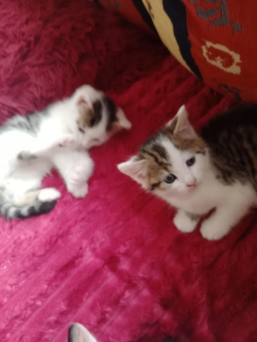 Kitten - Image 2