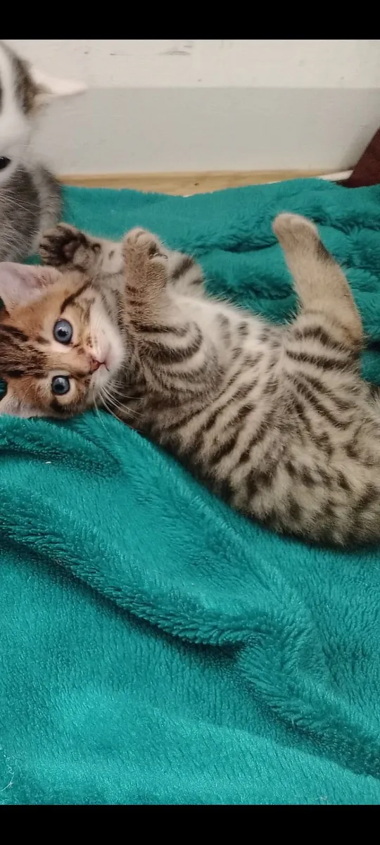 Kitten - Image 3