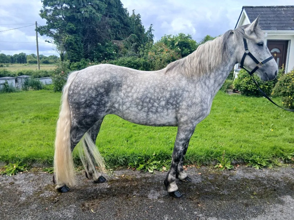 7 year old mare - Image 1