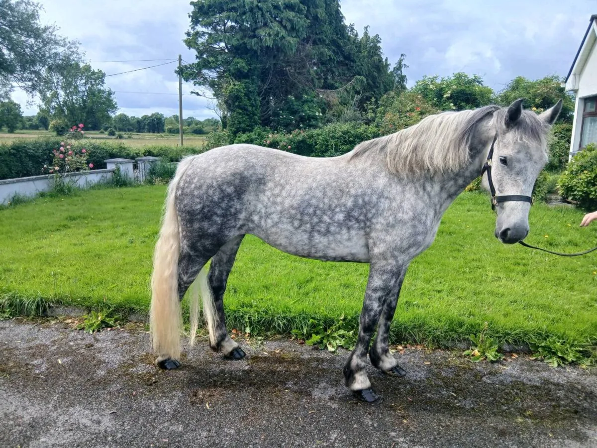 7 year old mare - Image 2