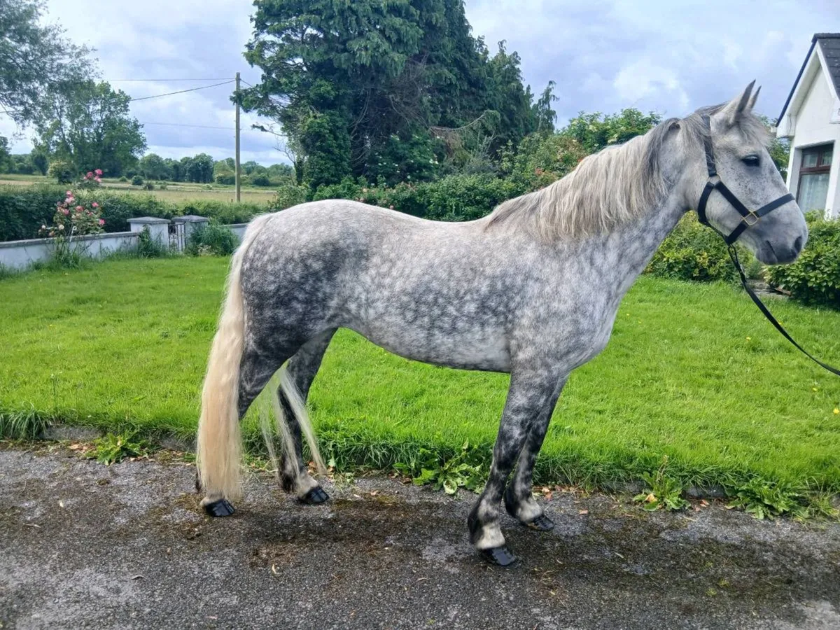 7 year old mare - Image 3