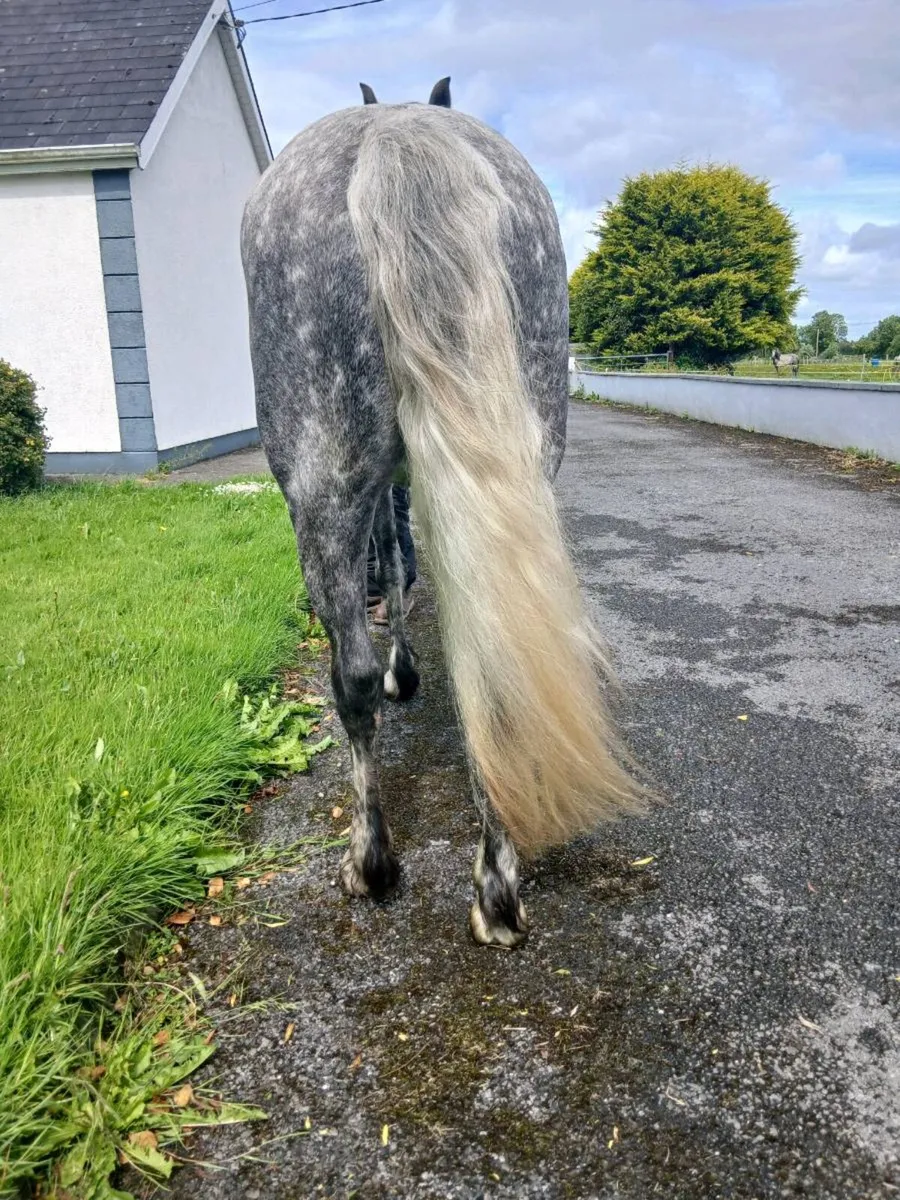 7 year old mare - Image 4