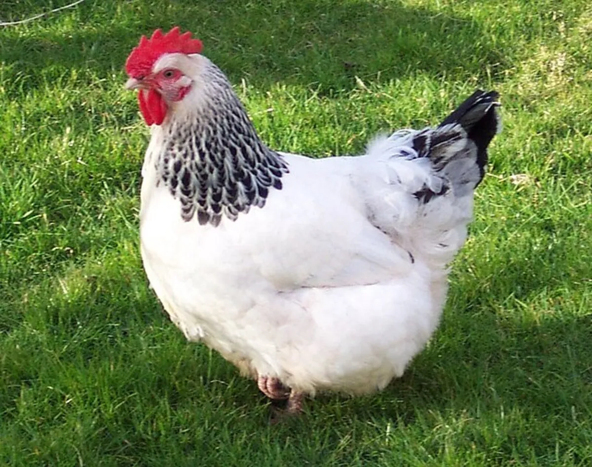 Laying Hens for Sale and  Turkeys - Image 1