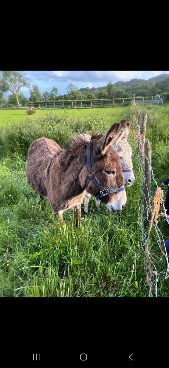 Donkeys (MARES)×2 - Image 1