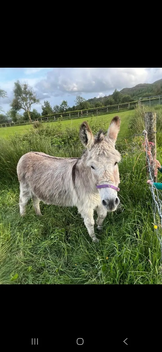 Donkeys (MARES)×2 - Image 4