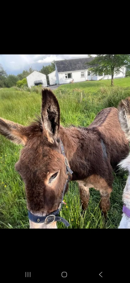 Donkeys (MARES)×2 - Image 2
