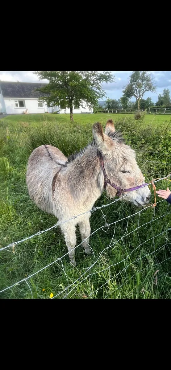Donkeys (MARES)×2 - Image 3
