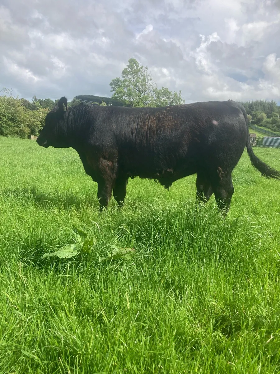 Purebred Aberdeen Angus Bulls - Image 1