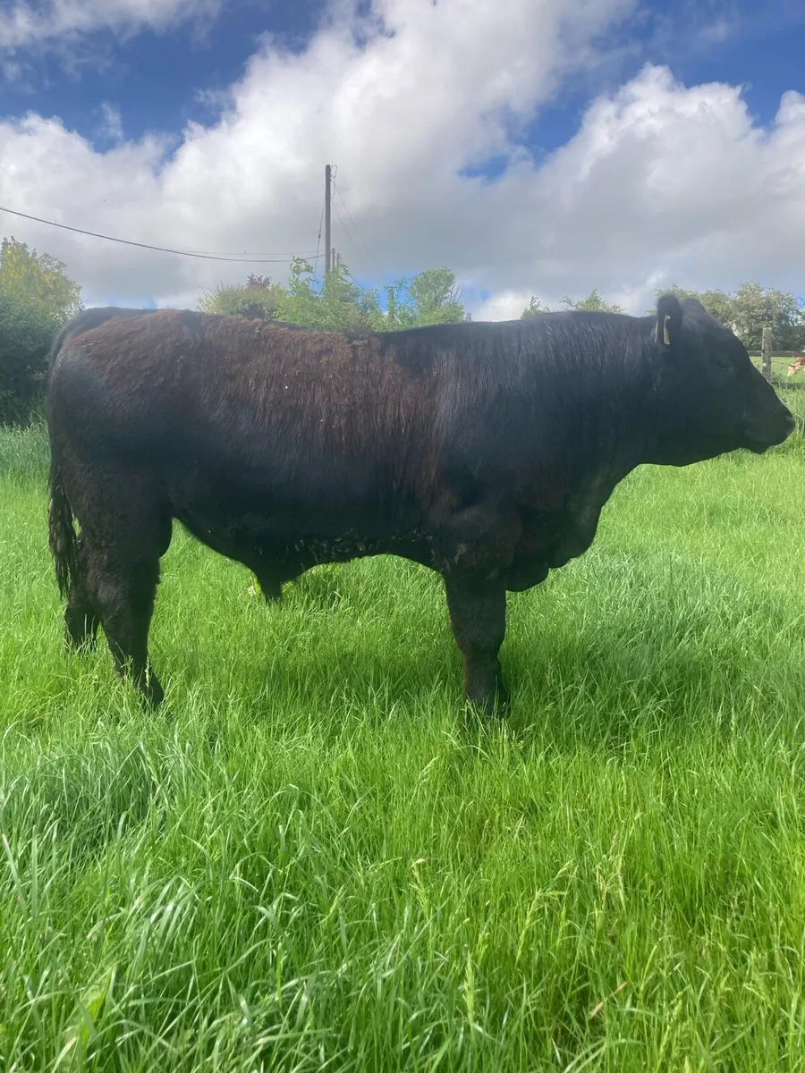 Purebred Aberdeen Angus Bulls - Image 2