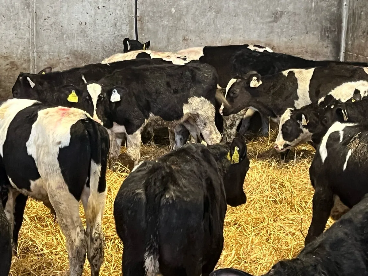 FRESIAN BULL WEANLINGS - Image 2