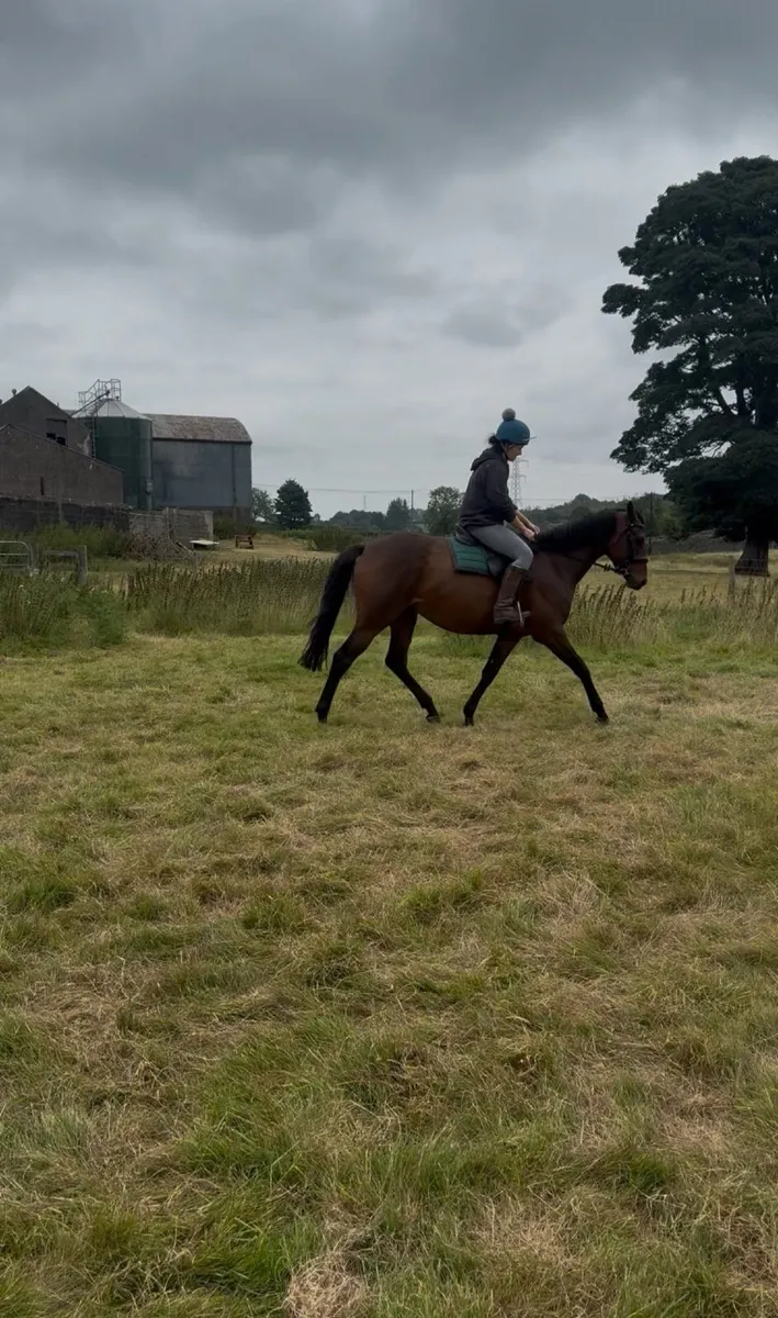 Lovely little mare - Image 2
