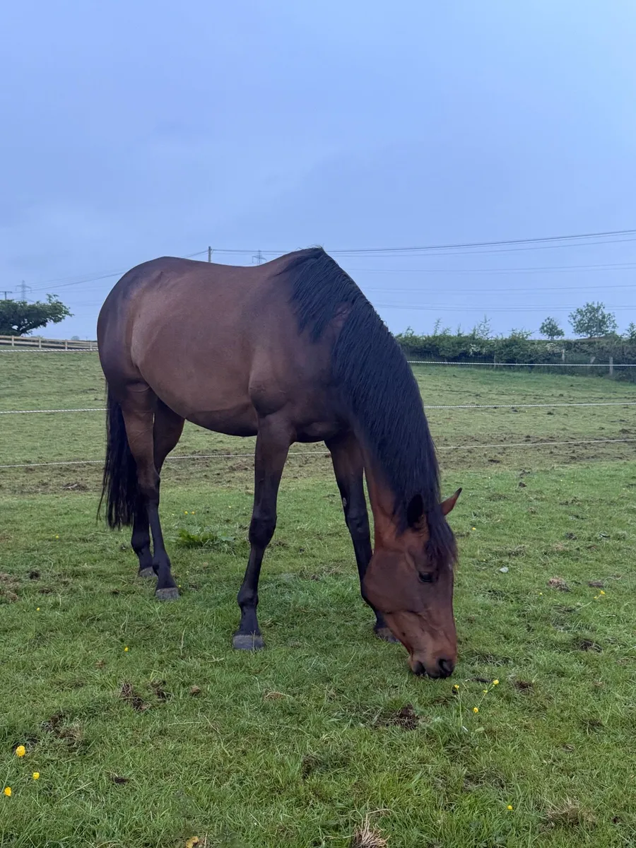 Lovely little mare - Image 1
