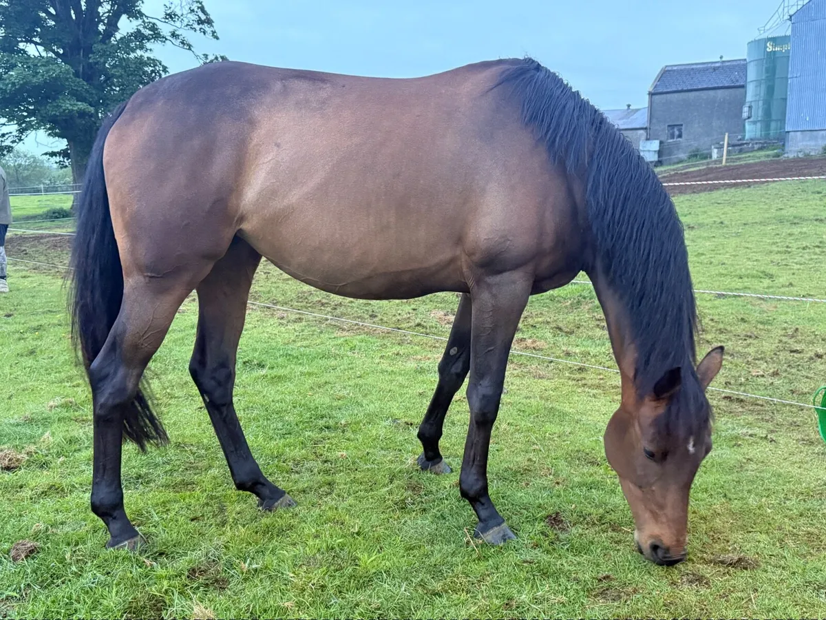 Lovely little mare - Image 3