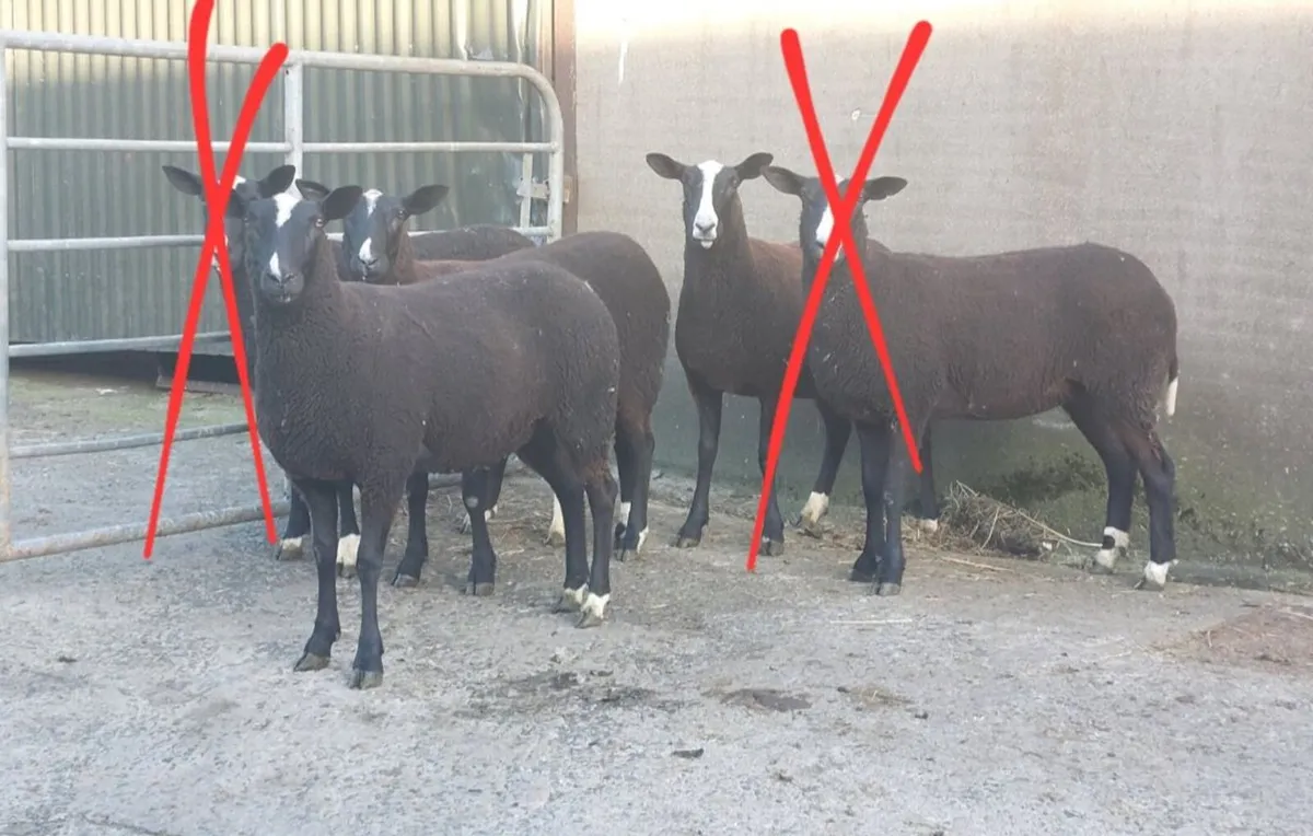 Updated; Zwartble Hoggets - Image 2