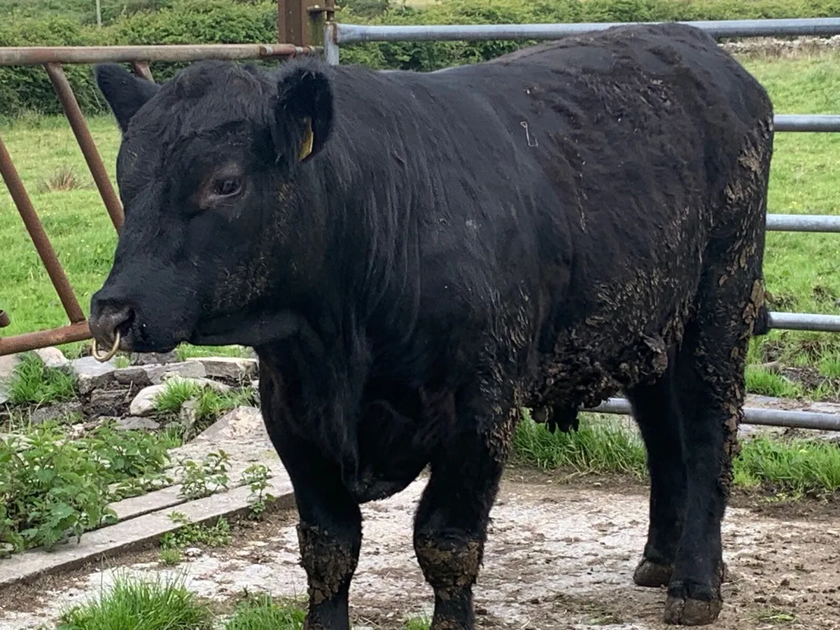 16 months old PB Angus bull , has heifers served - Image 1