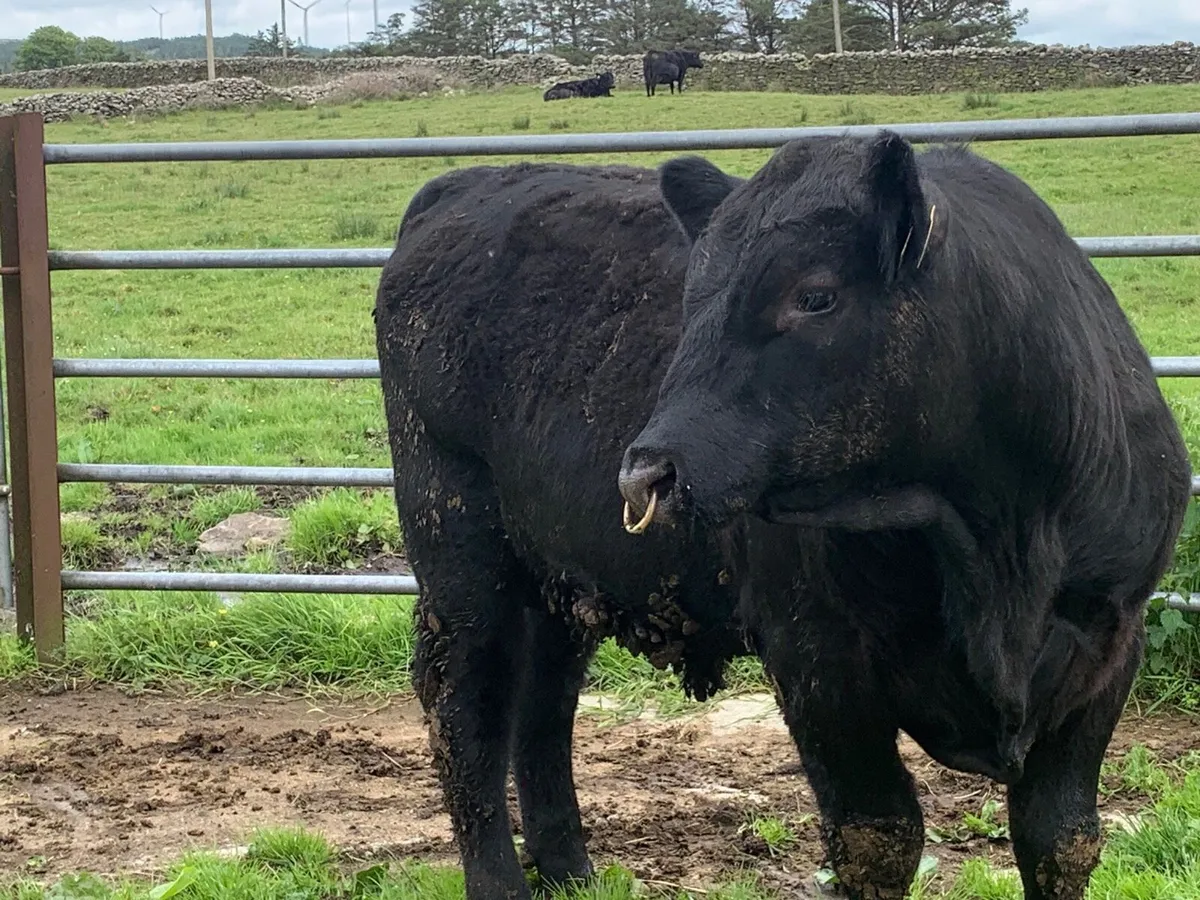 16 months old PB Angus bull , has heifers served - Image 3