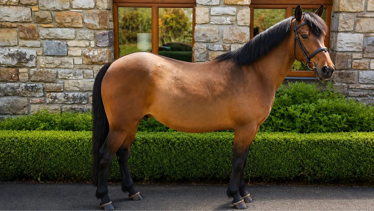 128cm schoolmaster - Image 1
