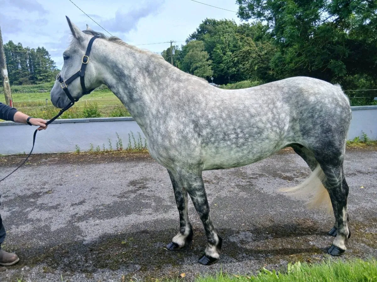 7 year old connemara - Image 2