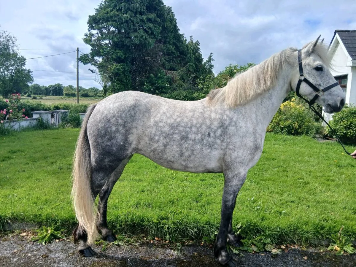 7 year old connemara - Image 3