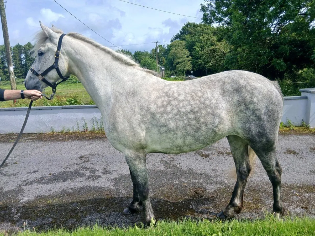 7 year old connemara - Image 4