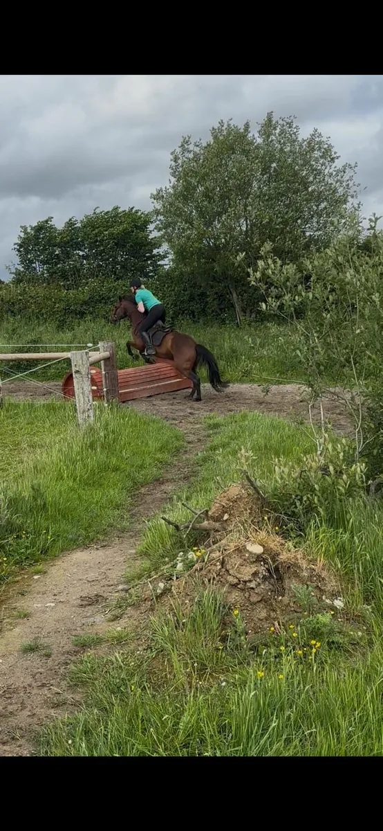 148cm Connemara Gelding - Image 2