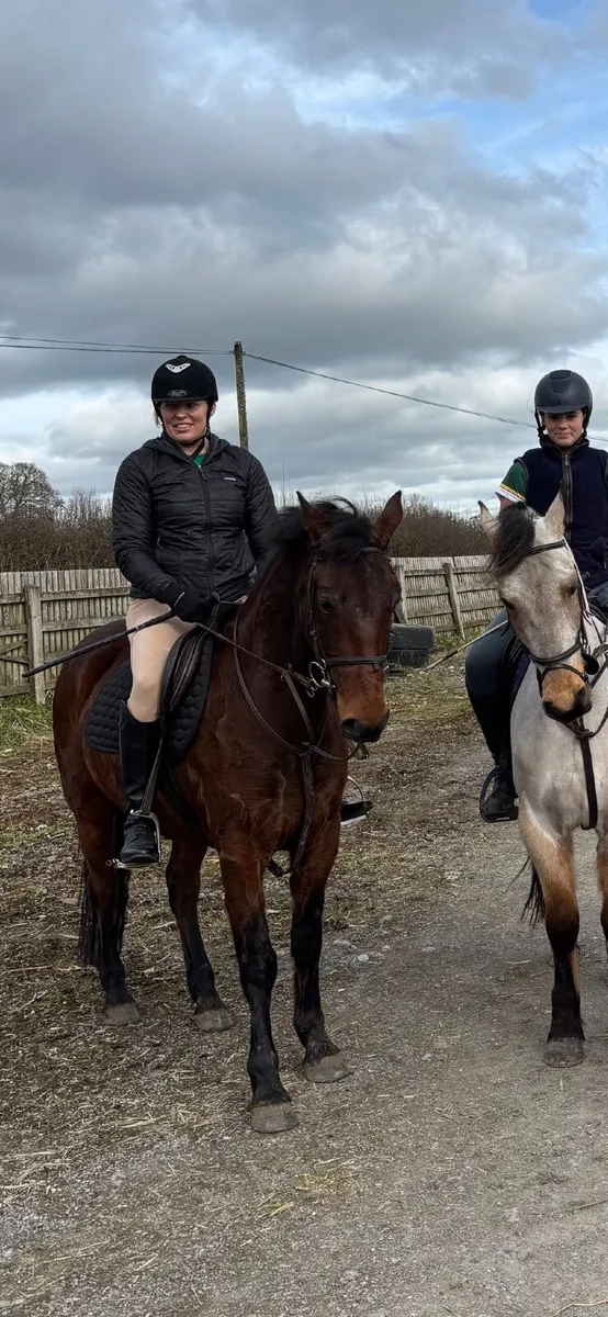 148cm Connemara Gelding - Image 3