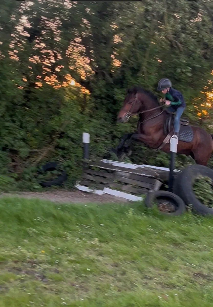 148cm Connemara Gelding - Image 4