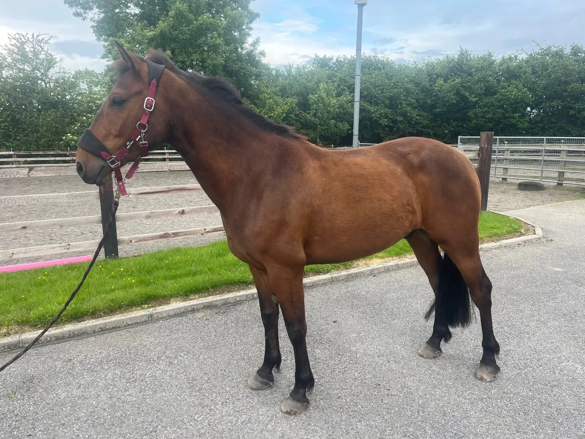148cm Connemara Gelding - Image 1
