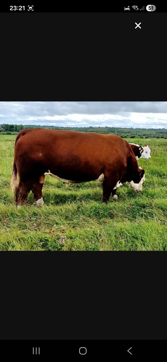 Hereford Polled bulls - Image 3