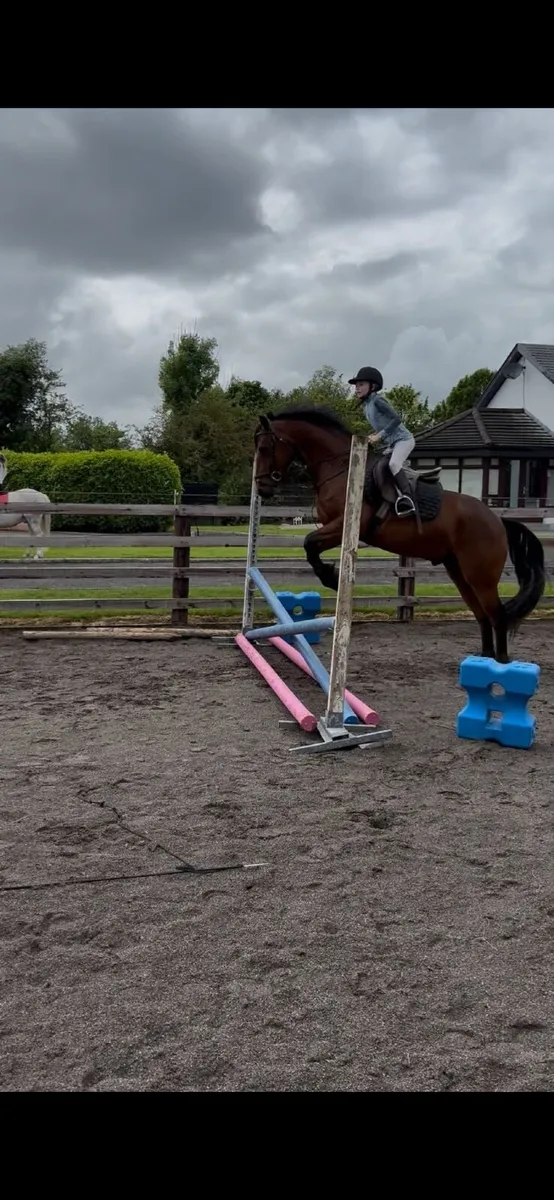 4yo Connemara gelding - Image 2