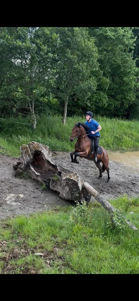 4yo Connemara gelding - Image 3